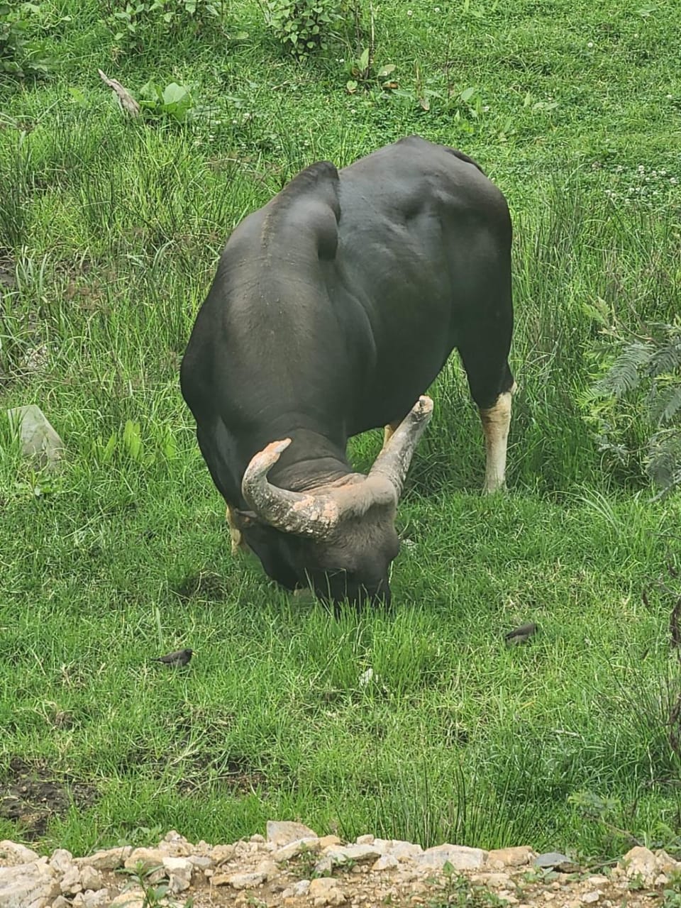 Animals
