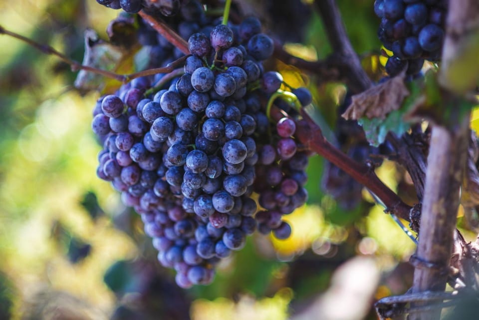 Il Dosso Agriturismo Farm Stay in Veneto