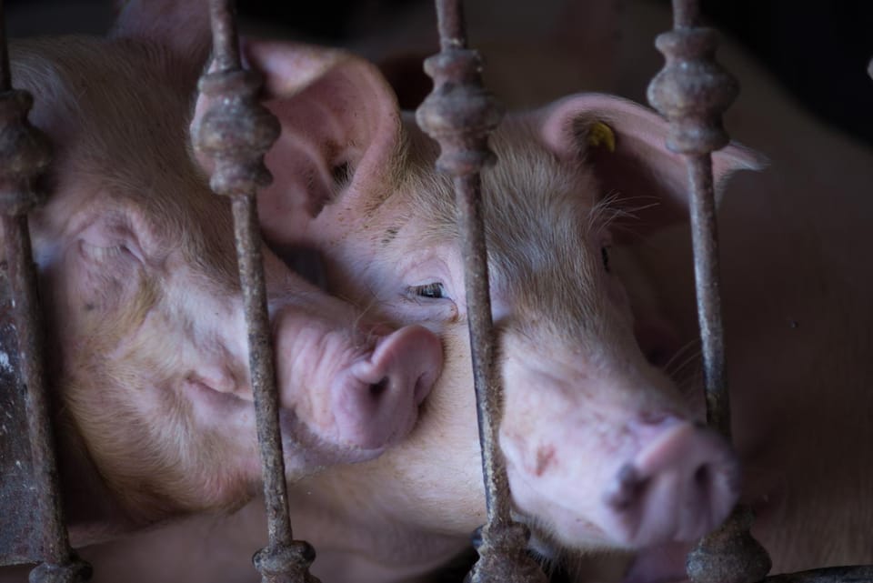 Il Dosso Agriturismo Farm Stay in Veneto