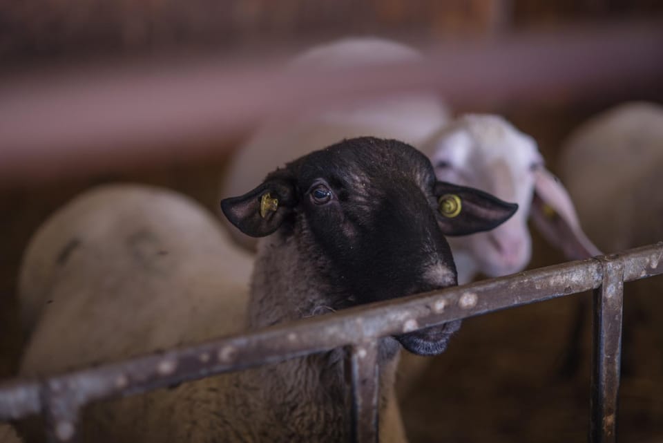 Il Dosso Agriturismo Farm Stay in Veneto