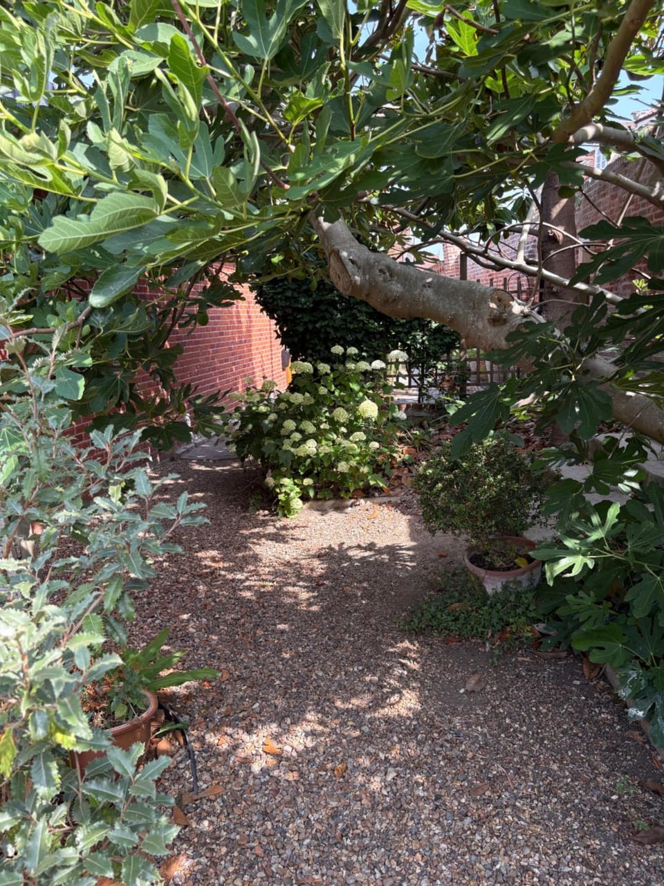 Garden view