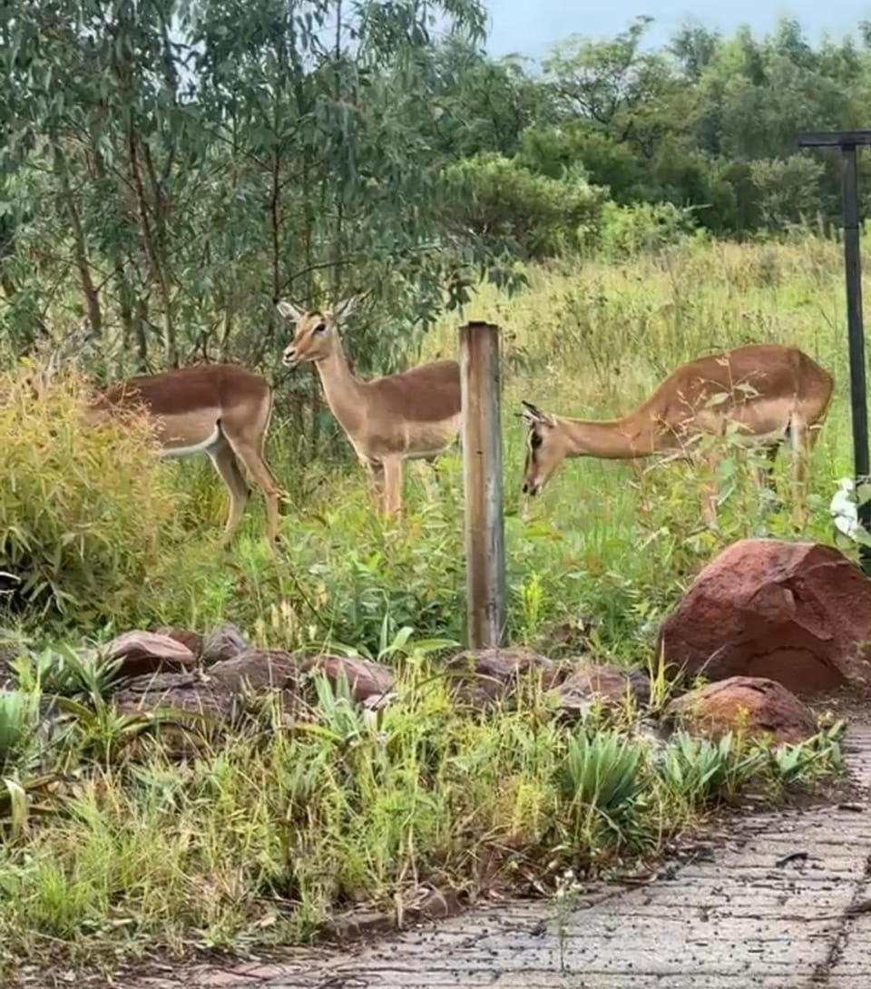Diamo Guest House Bed and Breakfast in Pretoria