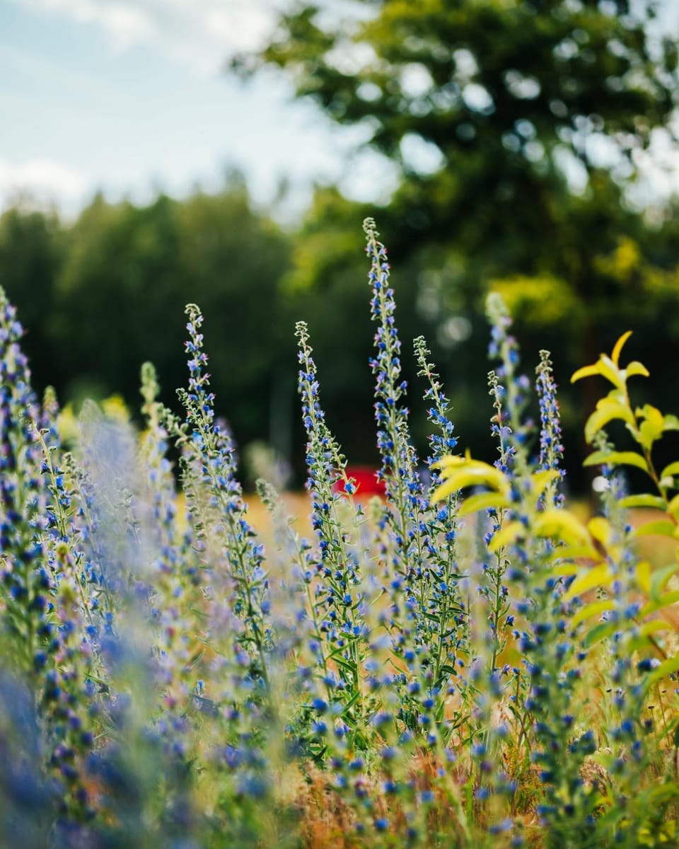 Natural landscape