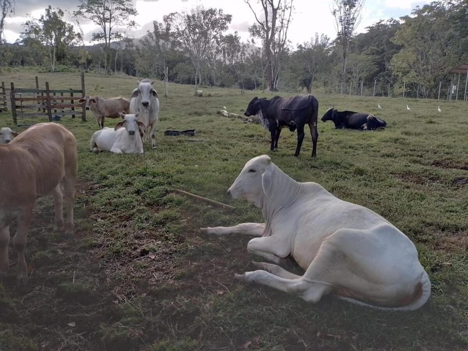 Berakam Pura Vida Near La Fortuna Apartment in Alajuela Province