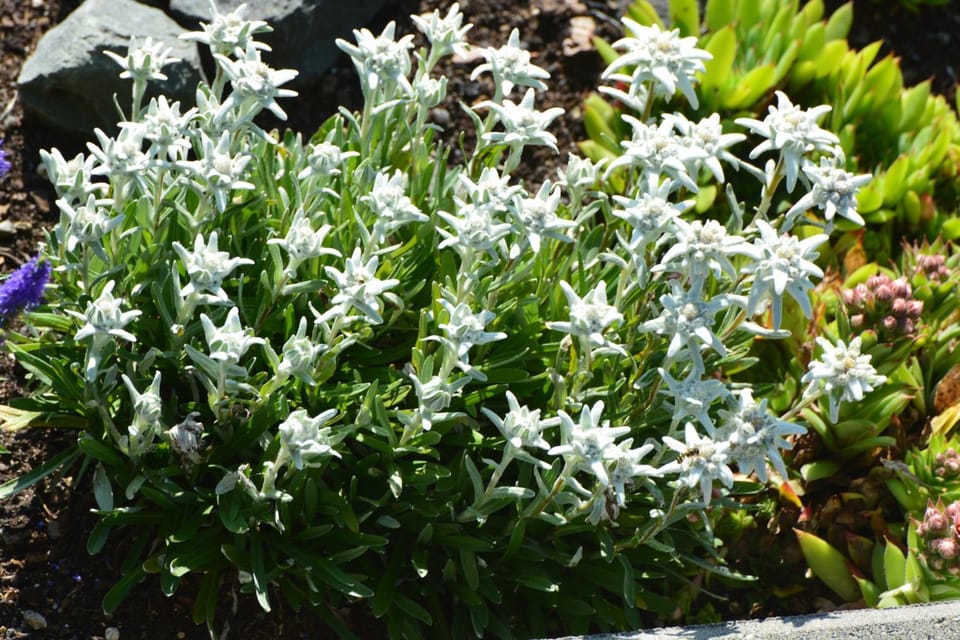 Garden, Balcony/Terrace