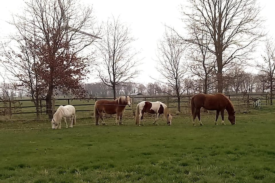 Entspannen auf dem kleinen Ponyhof Apartment in Saxony-Anhalt, Germany