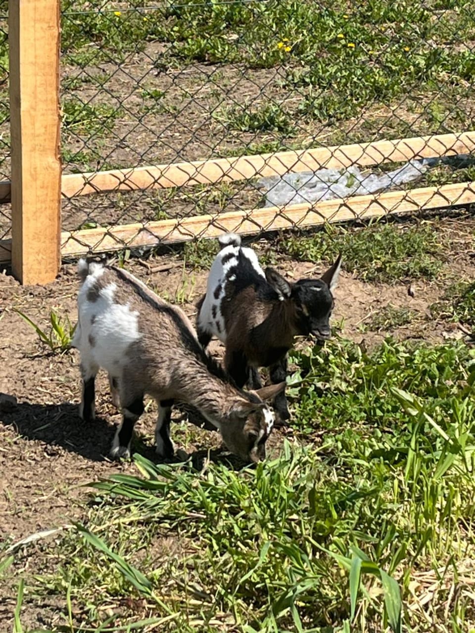 Animals
