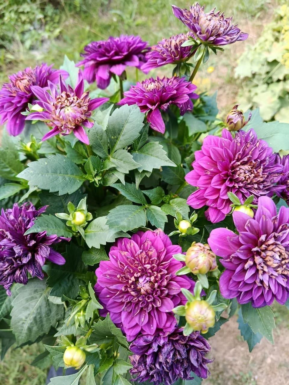 Garden, Garden view