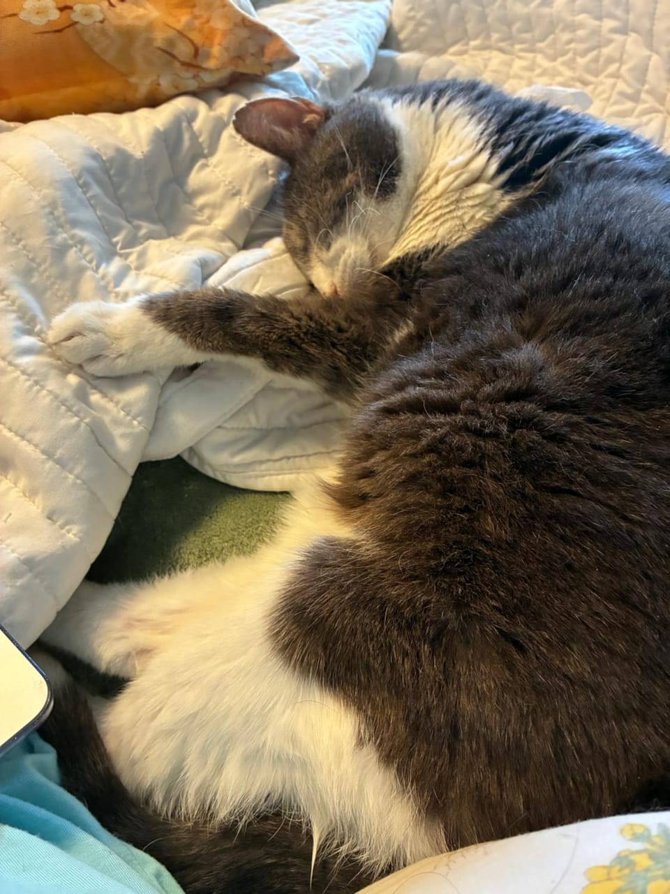 Pets