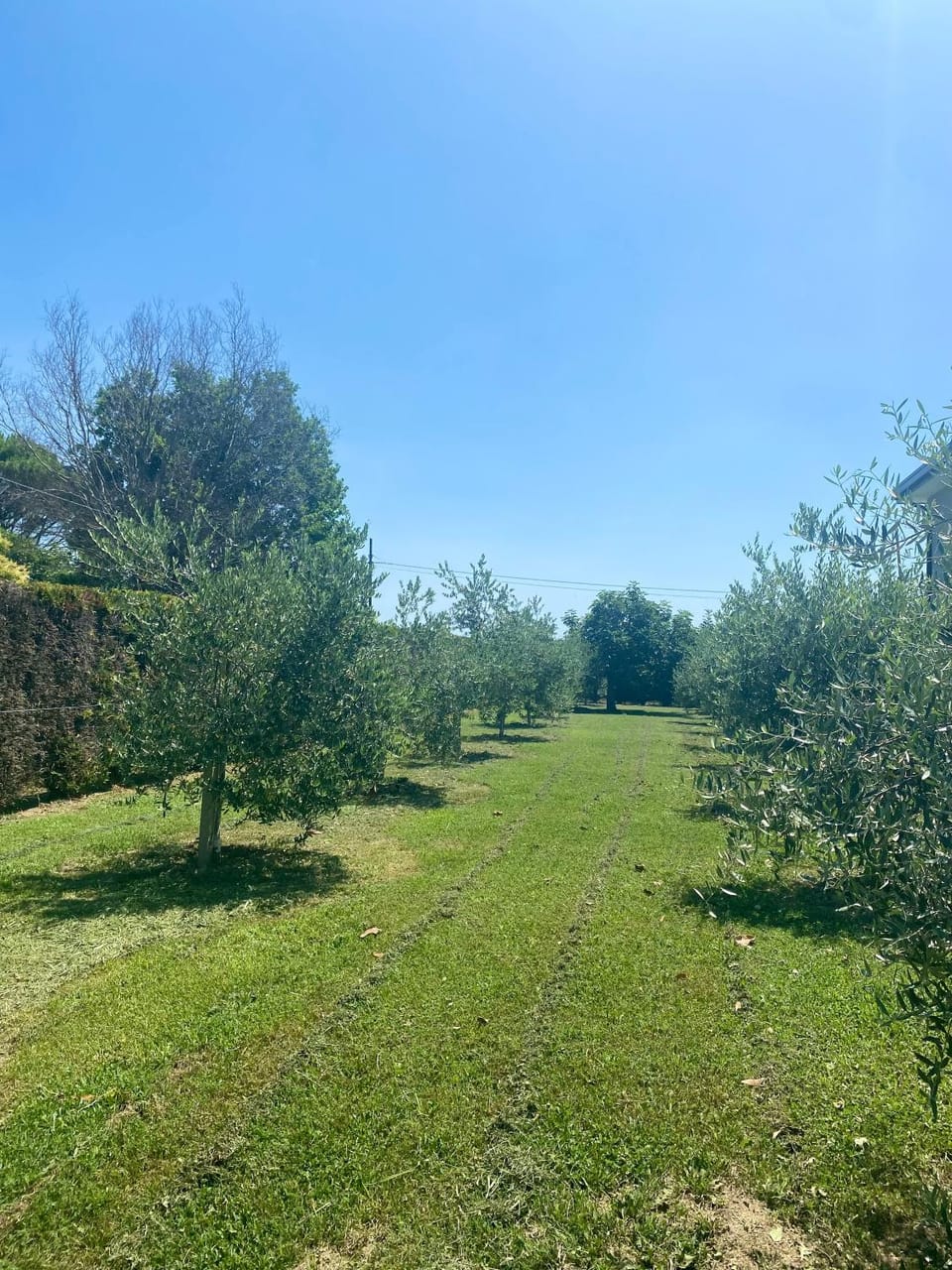 Day, Natural landscape, Garden, Garden view