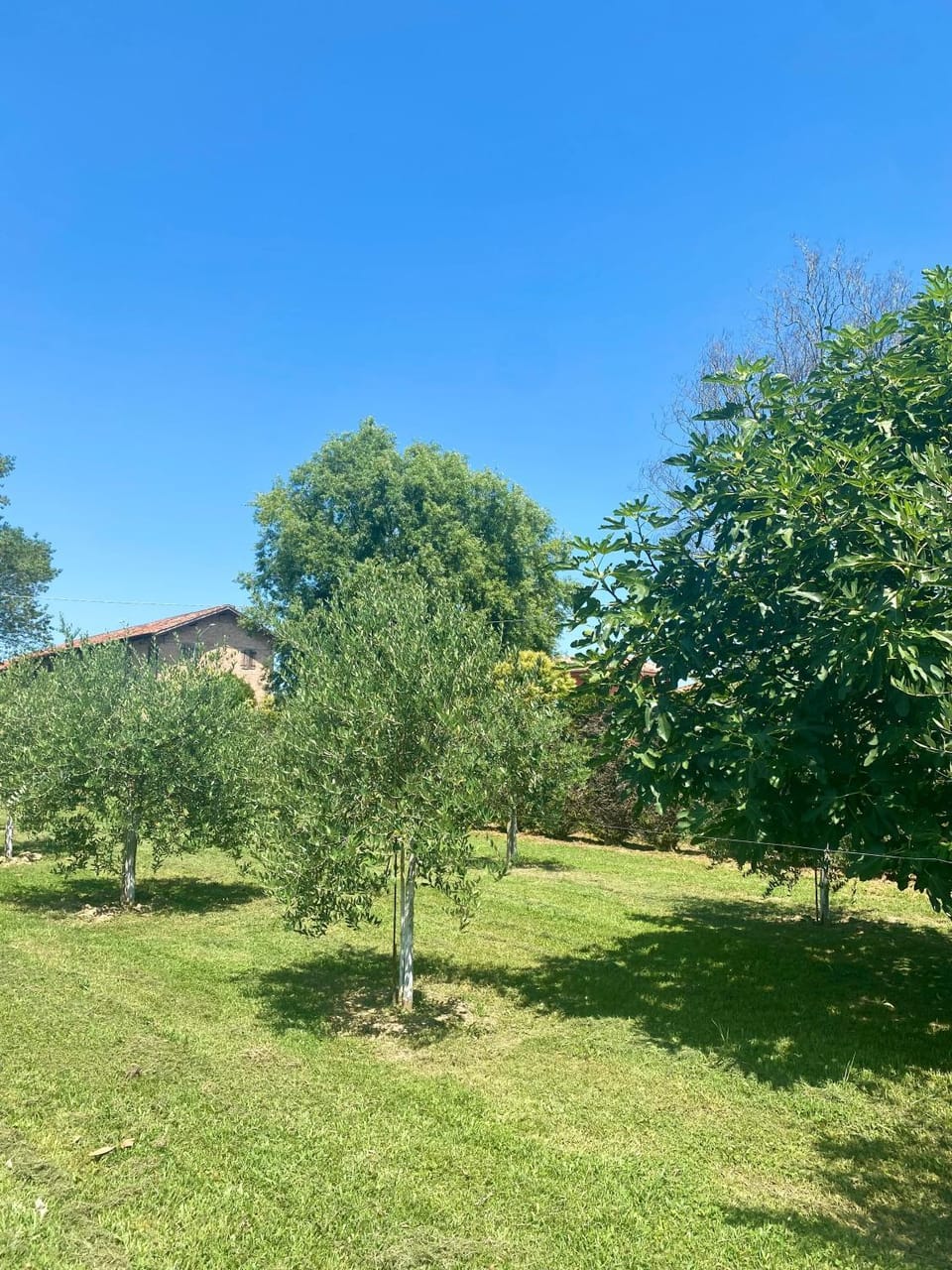 Day, Natural landscape, Garden, Garden view