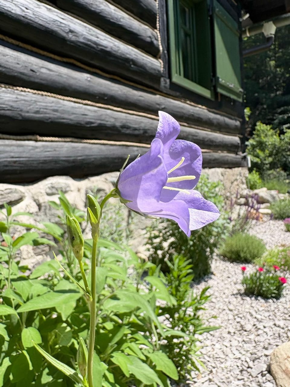 Off site, Garden, Garden, Garden view