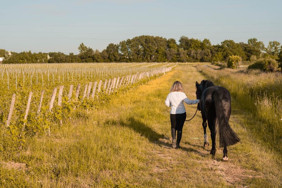 Petite maison au coeur des vignes et des chevaux Apartment in Nouvelle-Aquitaine