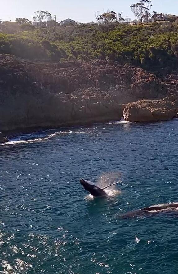 Whale Stay Apartment in Tathra