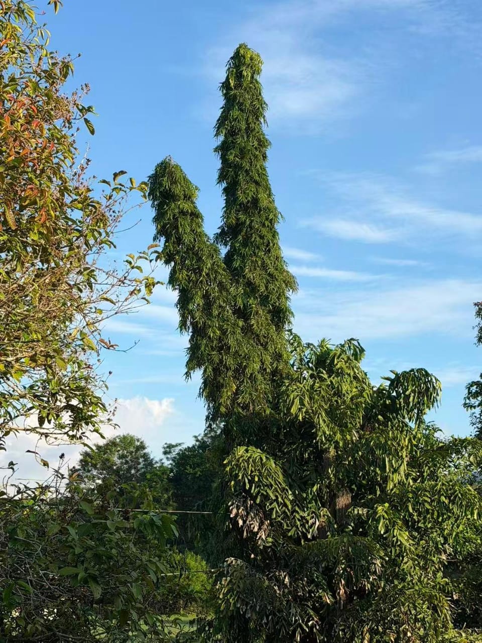 Natural landscape