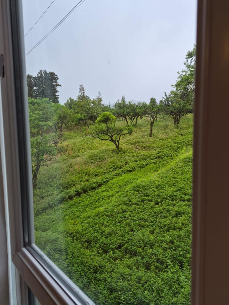 Day, Natural landscape, Garden view