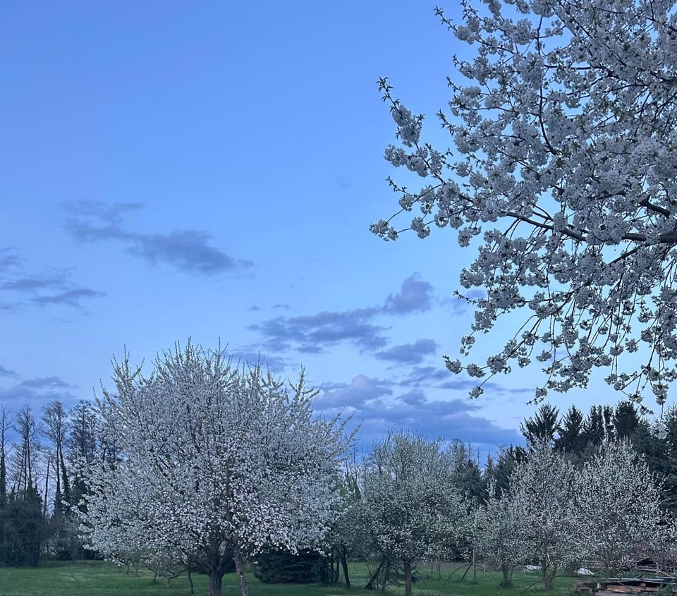 Spring, Garden view