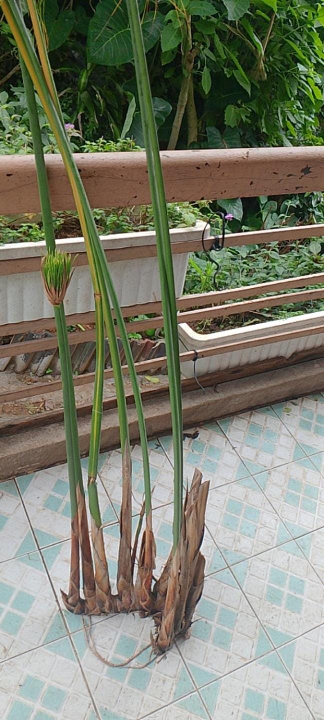 Đà Lạt Green Homestay Hotel in Dalat