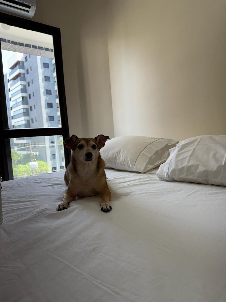 Bed, Bedroom, Pets