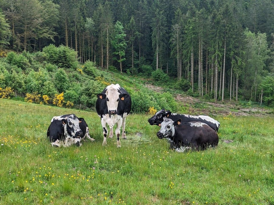 Ferme authentique en montagne - max pers. - FR-1-589-870 House in Vosges