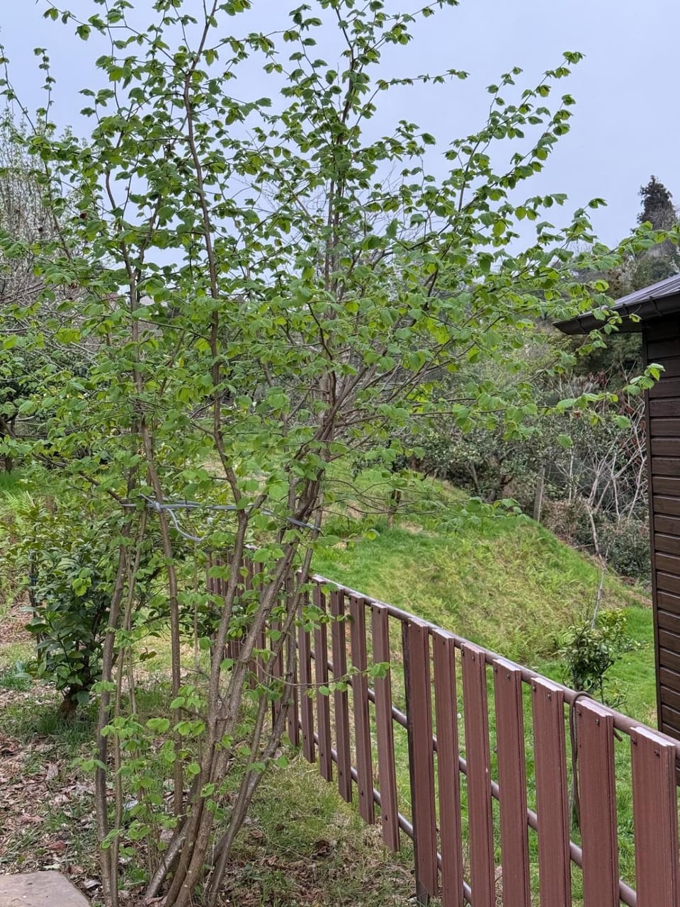 Stillwood Tsikhisdziri Apartment in Adjara, Georgia