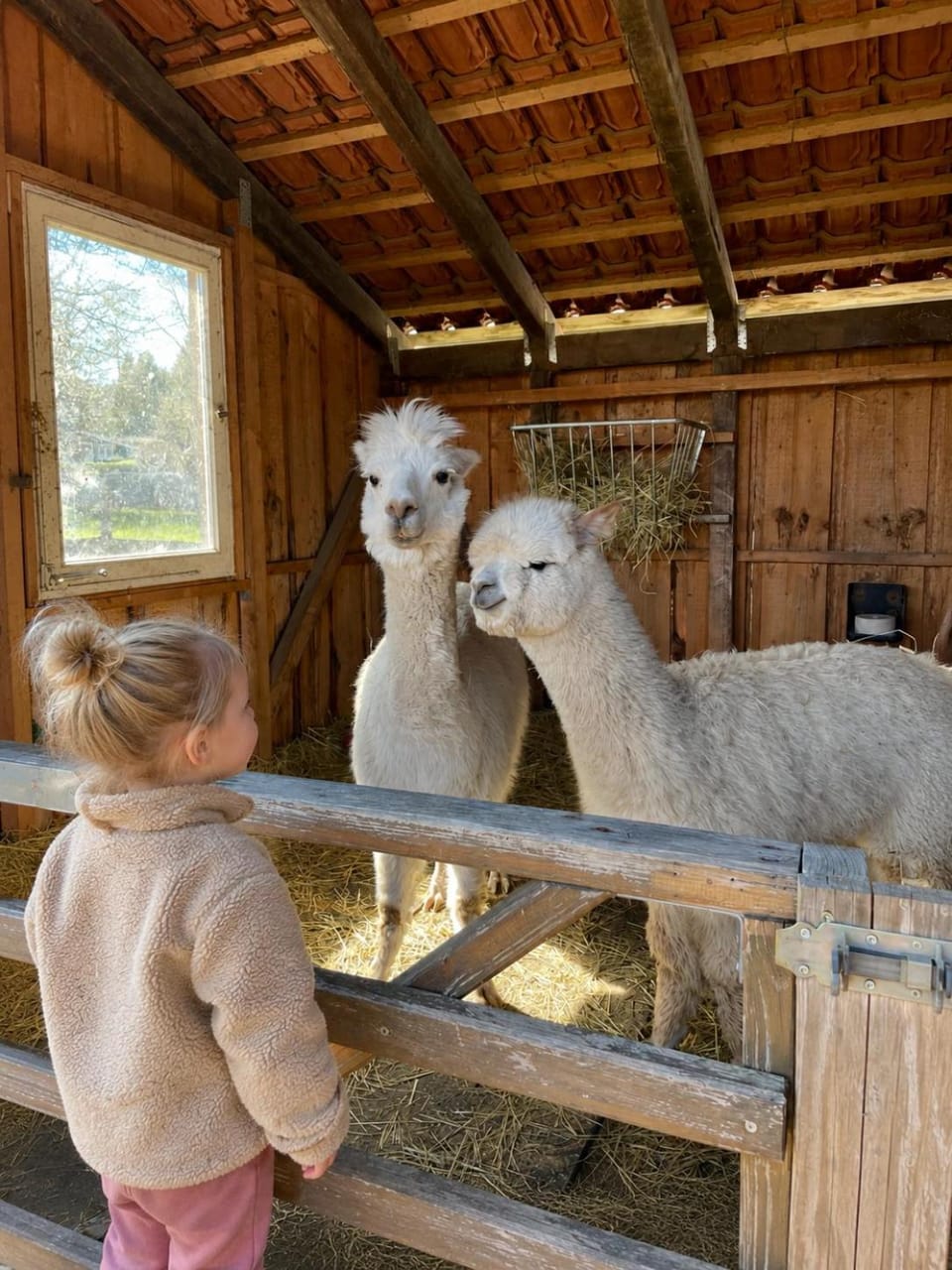 Activities, Animals