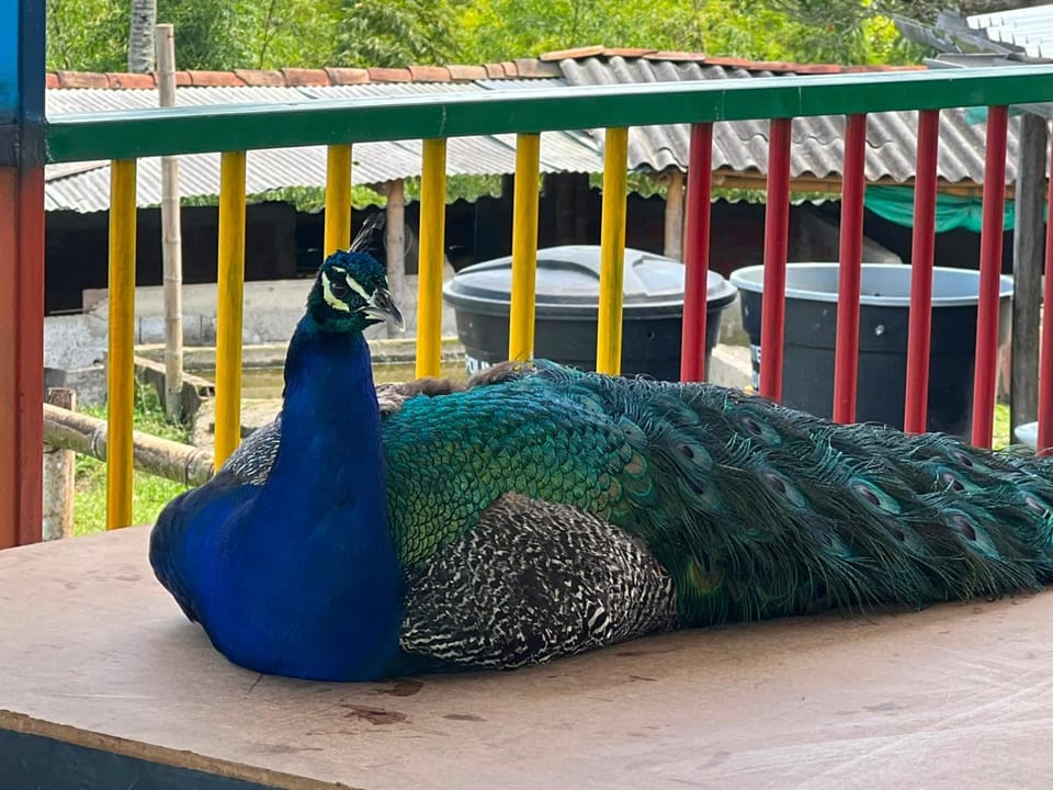 Day, View (from property/room), Balcony/Terrace, Animals