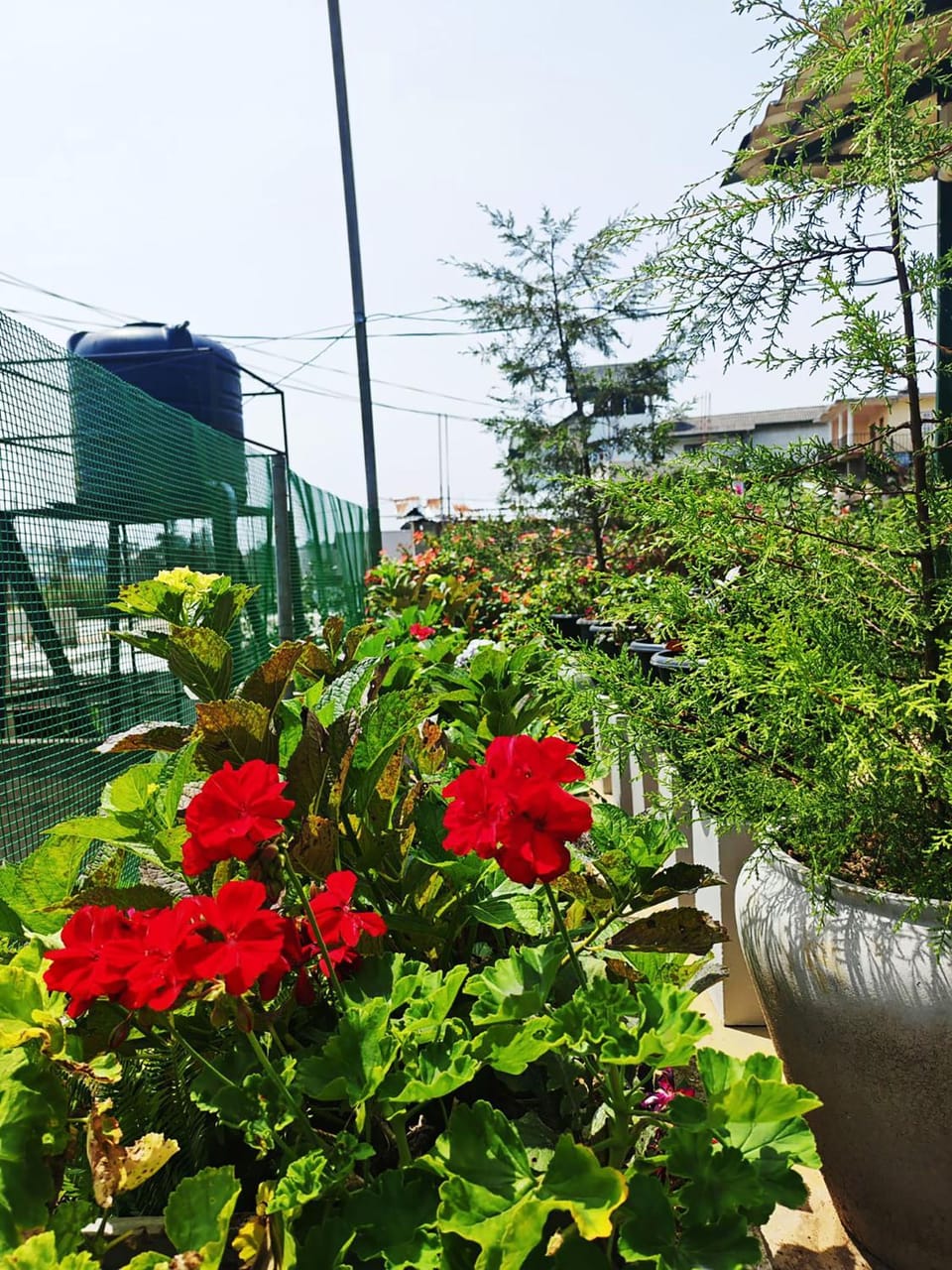 Garden view