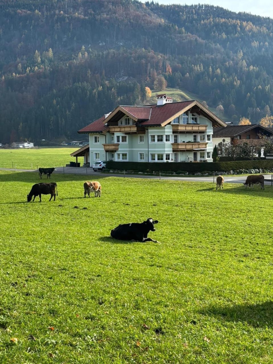 Property building, Animals