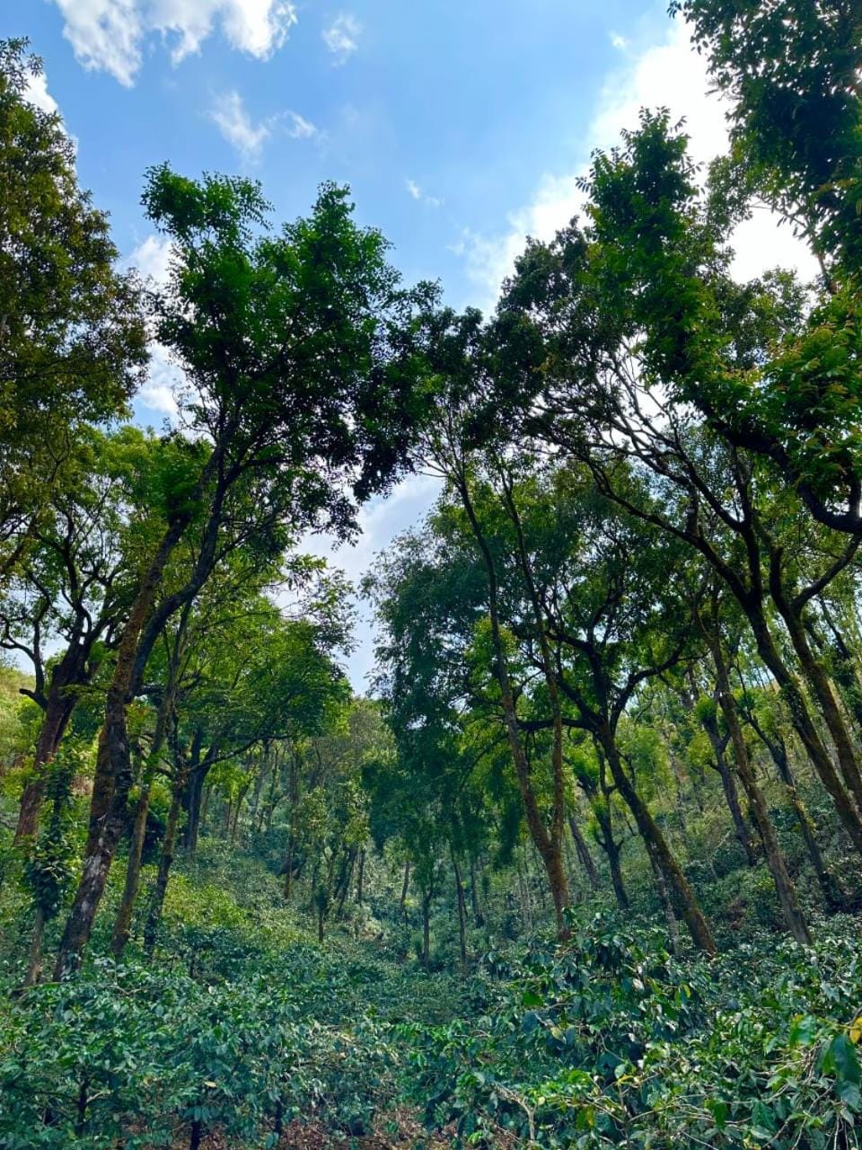Natural landscape