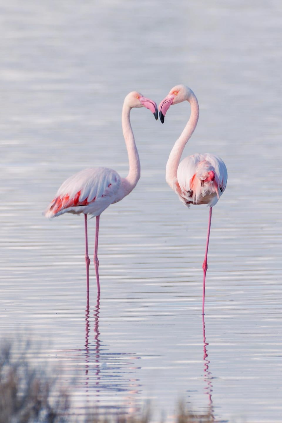 Natural landscape, Animals