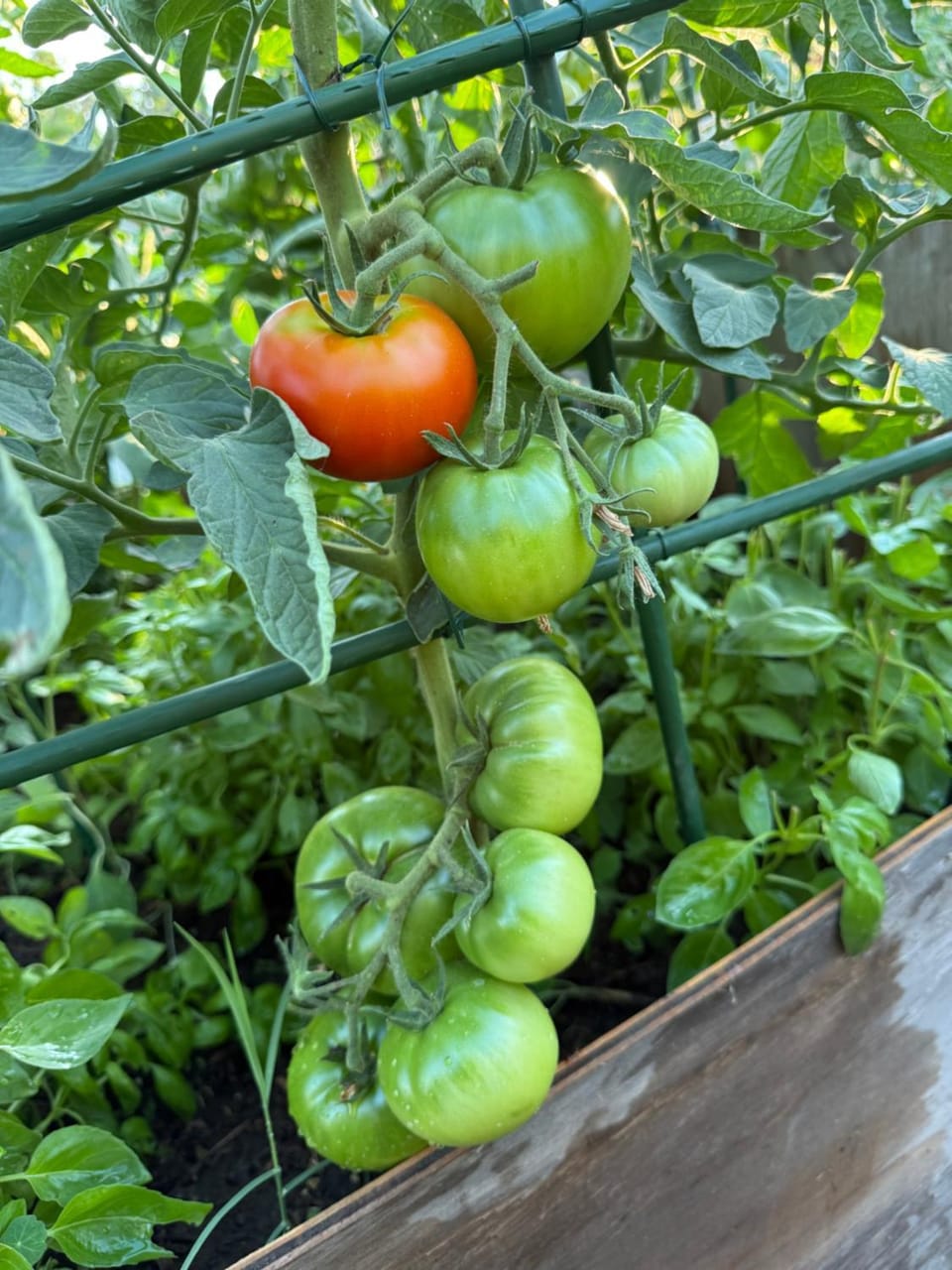 Day, Garden, Food