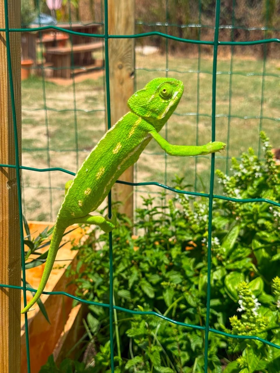Garden, Garden