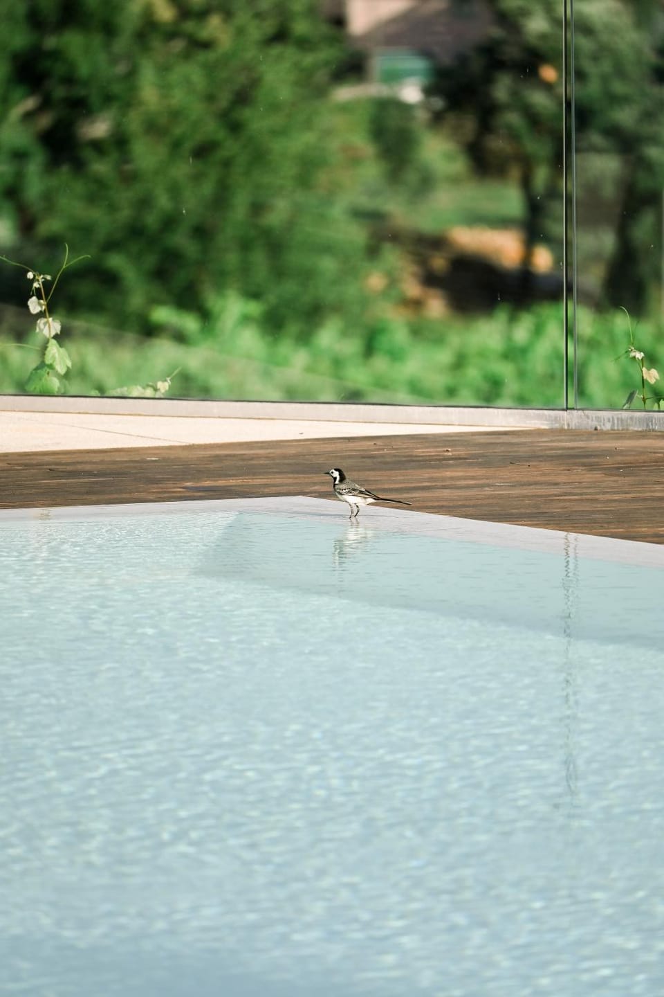 Natural landscape, Pool view, Swimming pool
