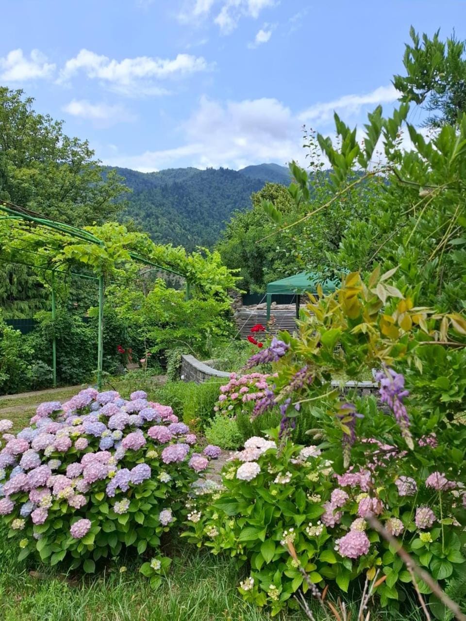 Garden, Garden view, Mountain view