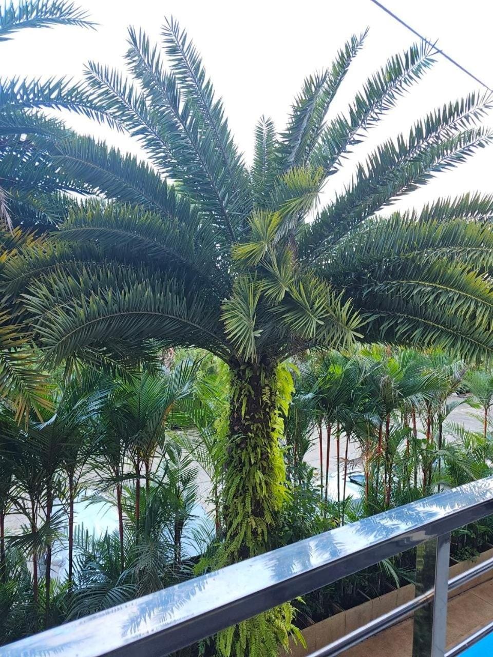 Day, Garden, Garden view