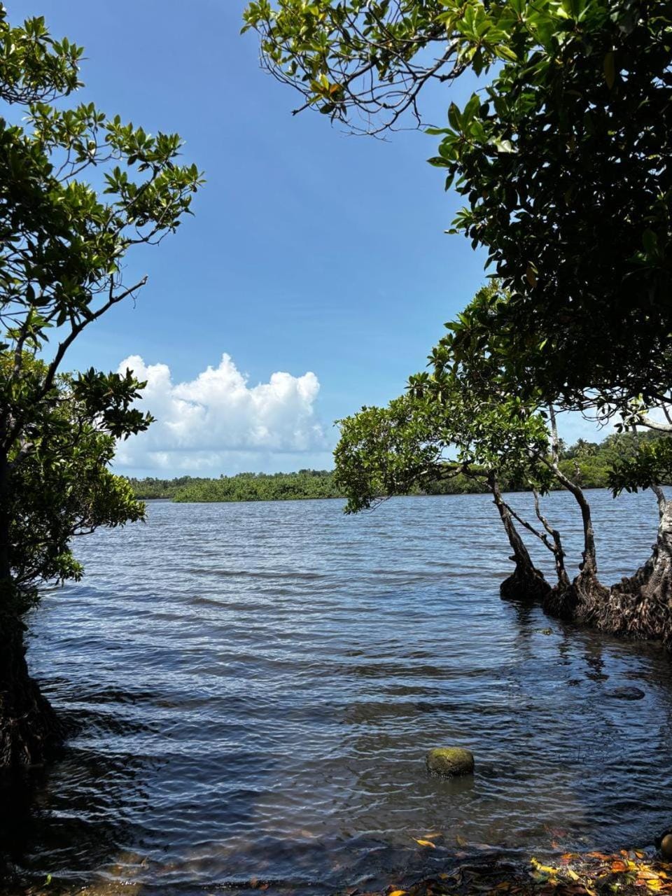 Lake view