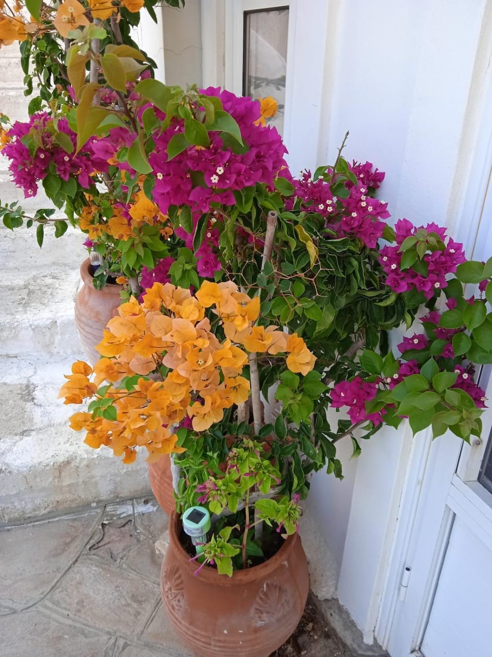 Alkistis Apartments, Ground floor Apartment in Icaria
