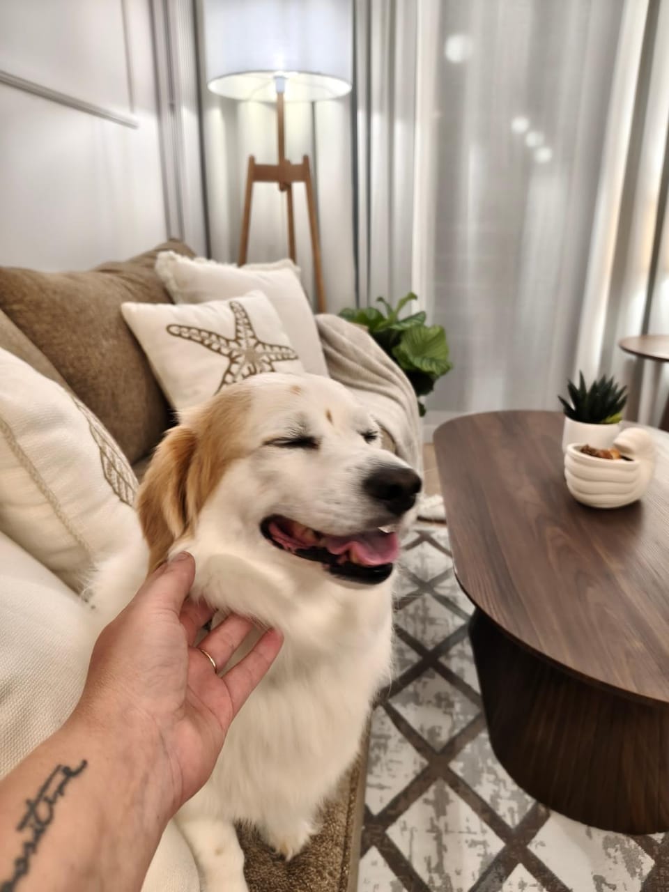 Pets