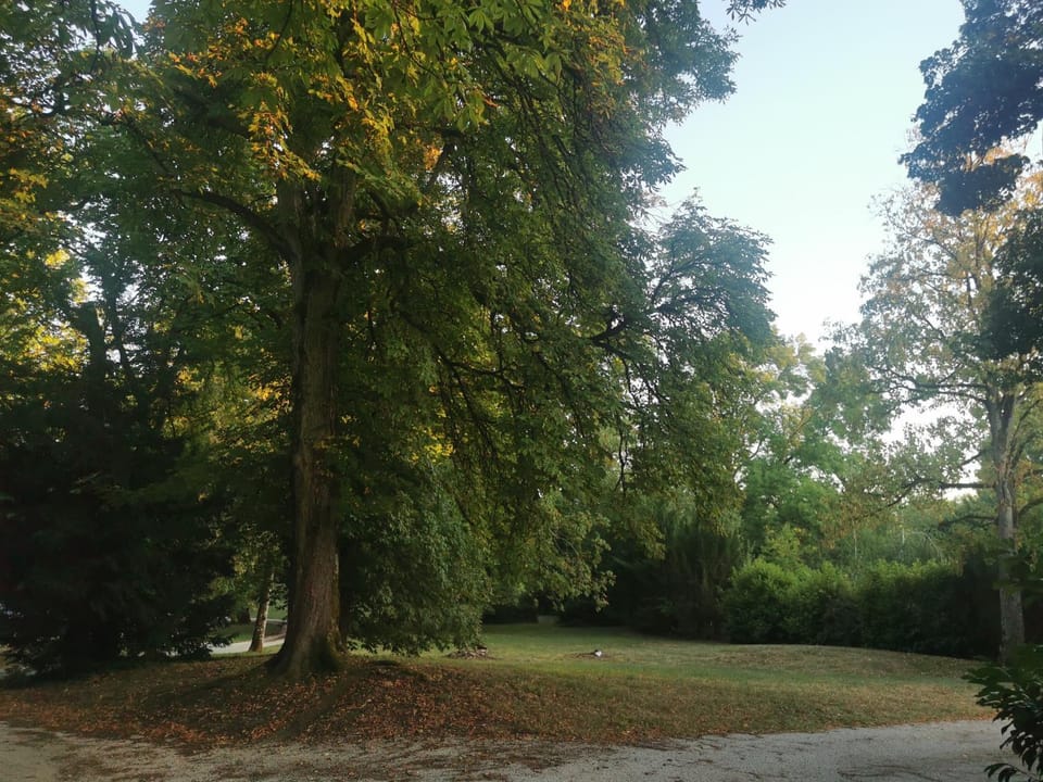 Garden view