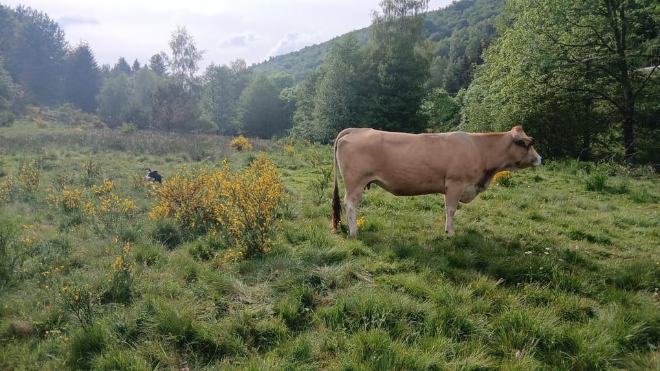 Chambre d hote Bed and Breakfast in Occitanie