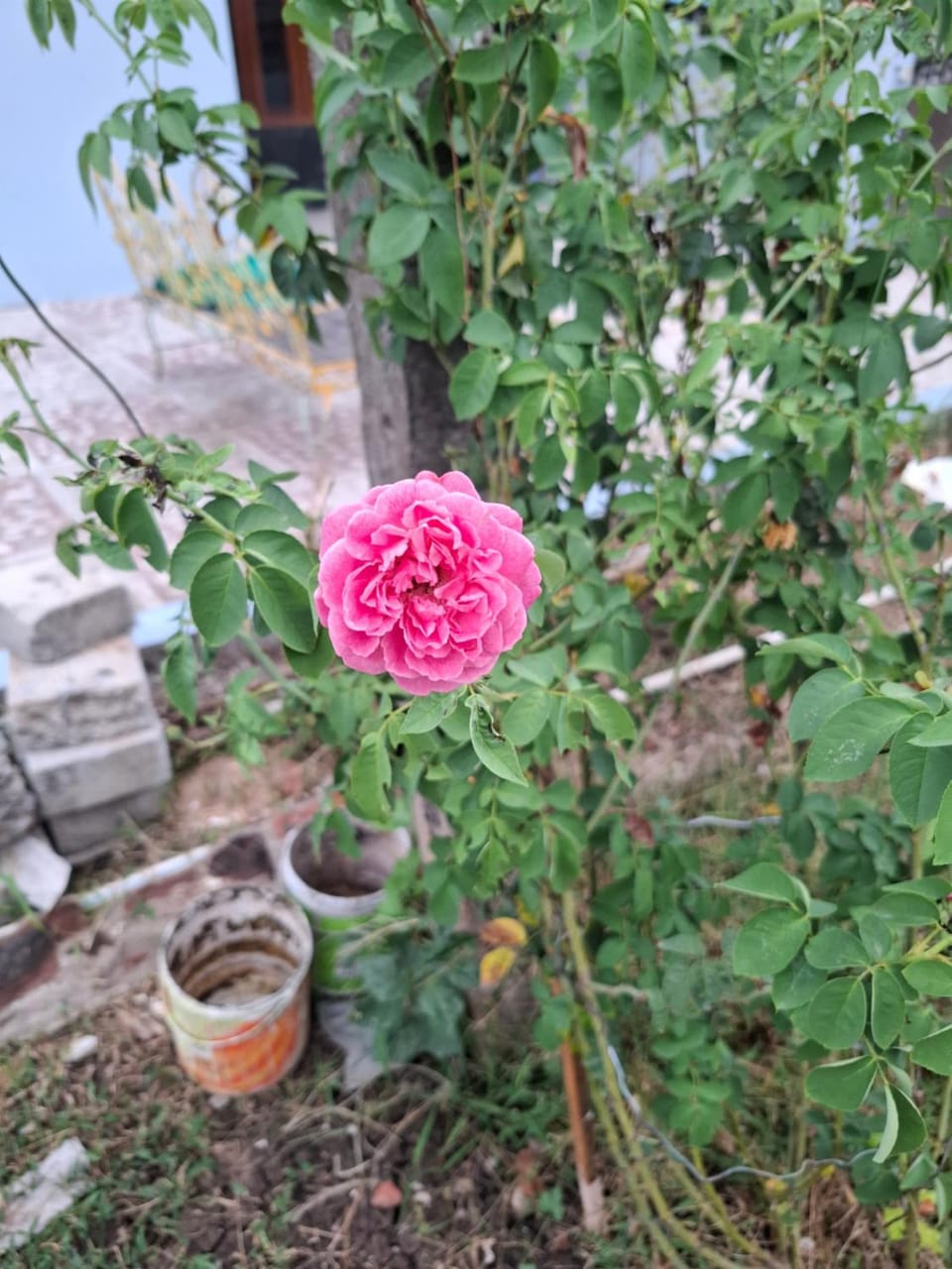 Garden view