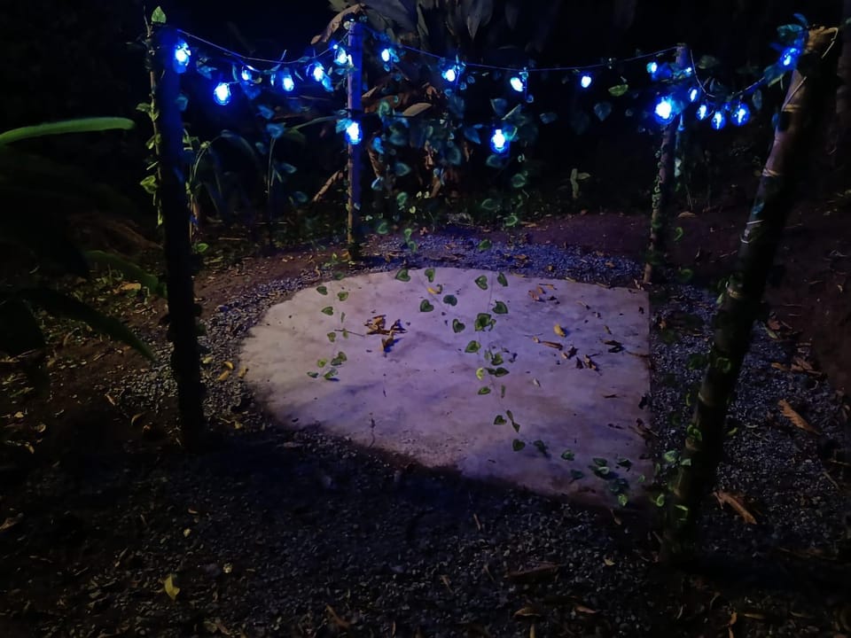 Night, Garden view