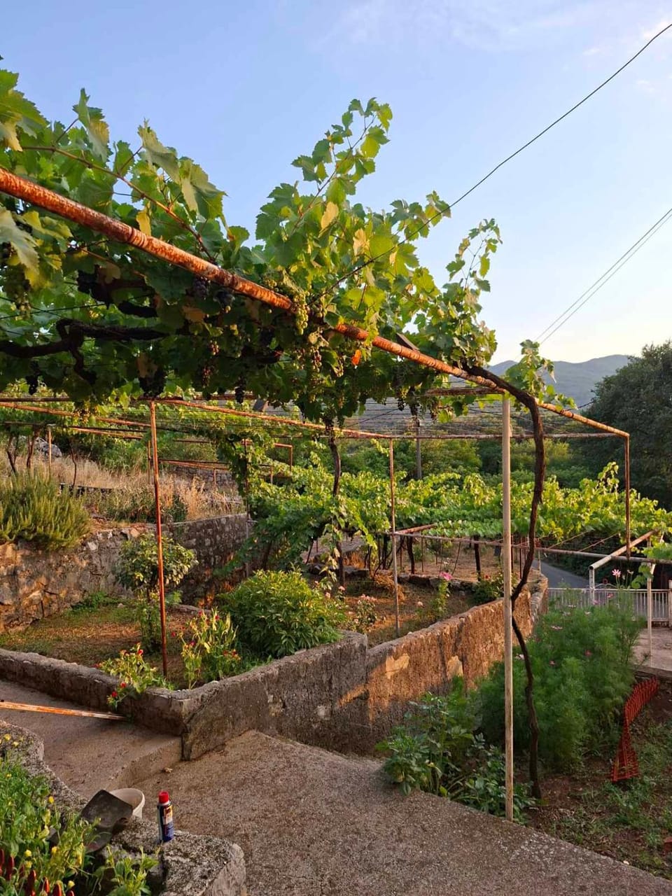 Natural landscape, Garden, Garden view