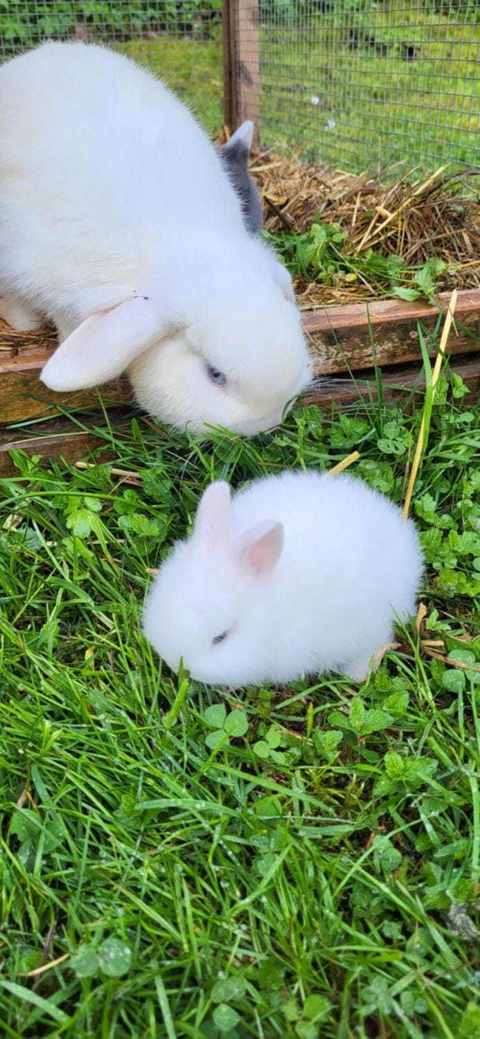Animals