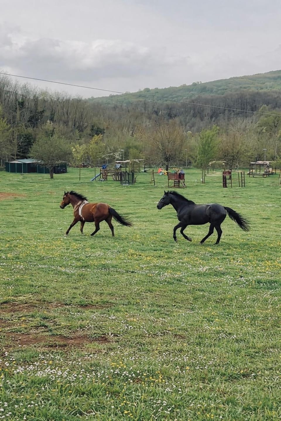 Animals