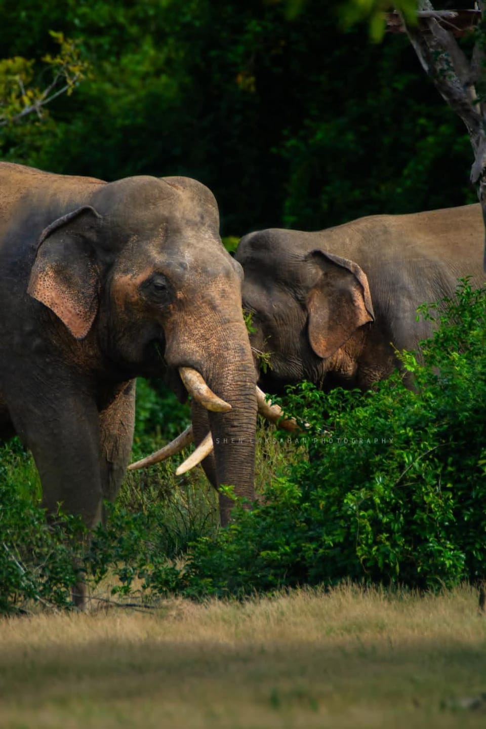 Natural landscape, Animals