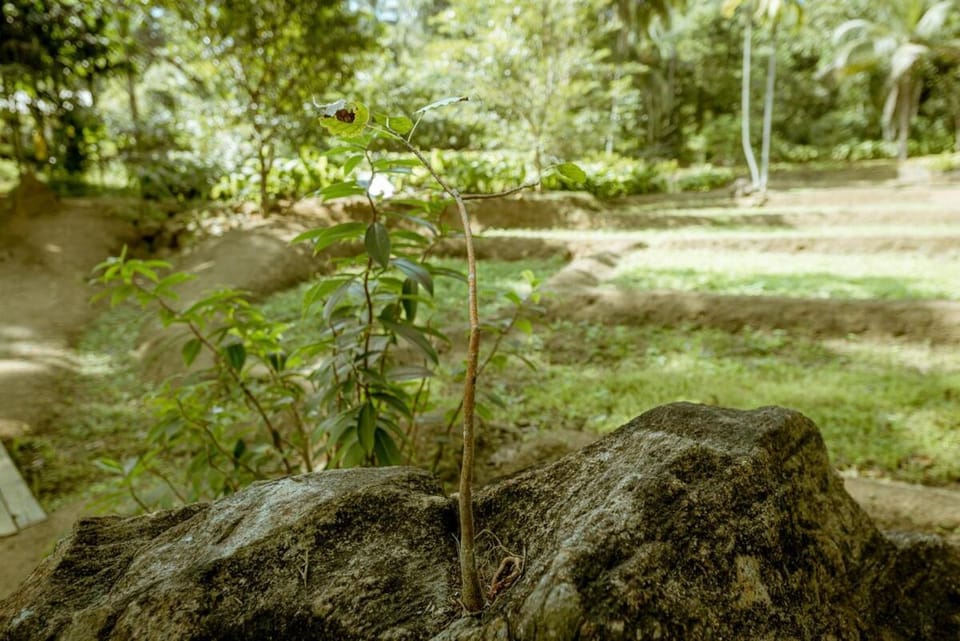 Clove Bentota Villa in Western Province