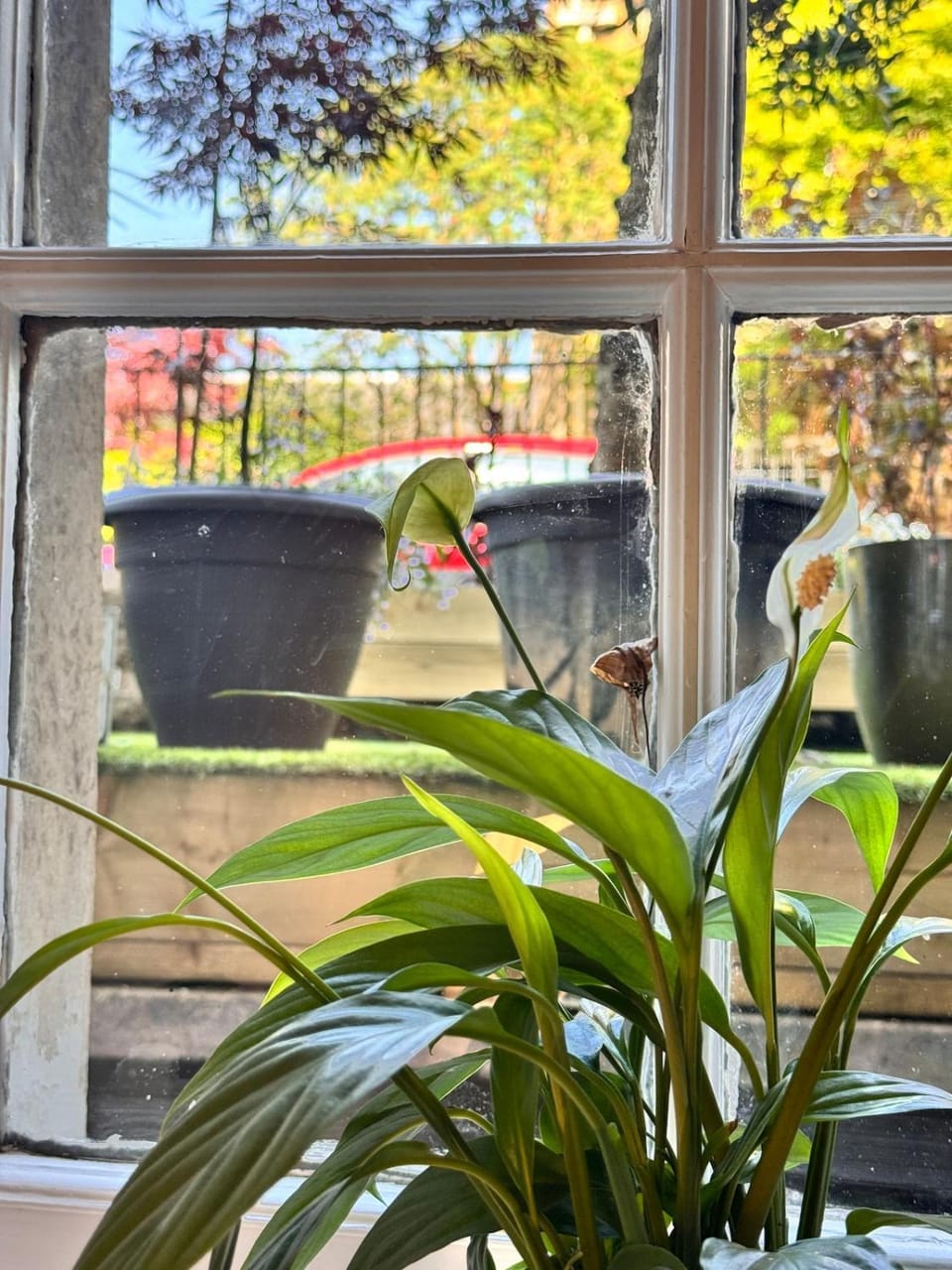 Garden view