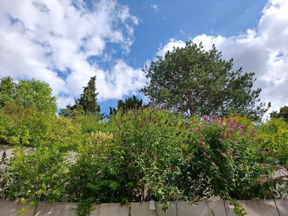 Garden, Swimming pool